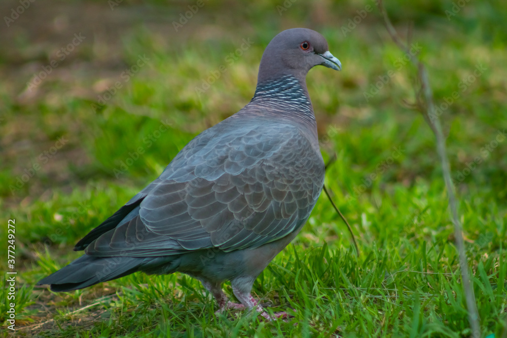 pigeon on the grass pigeon on the grass