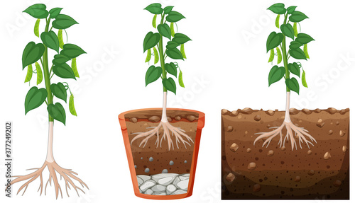 Set of peapod plant
