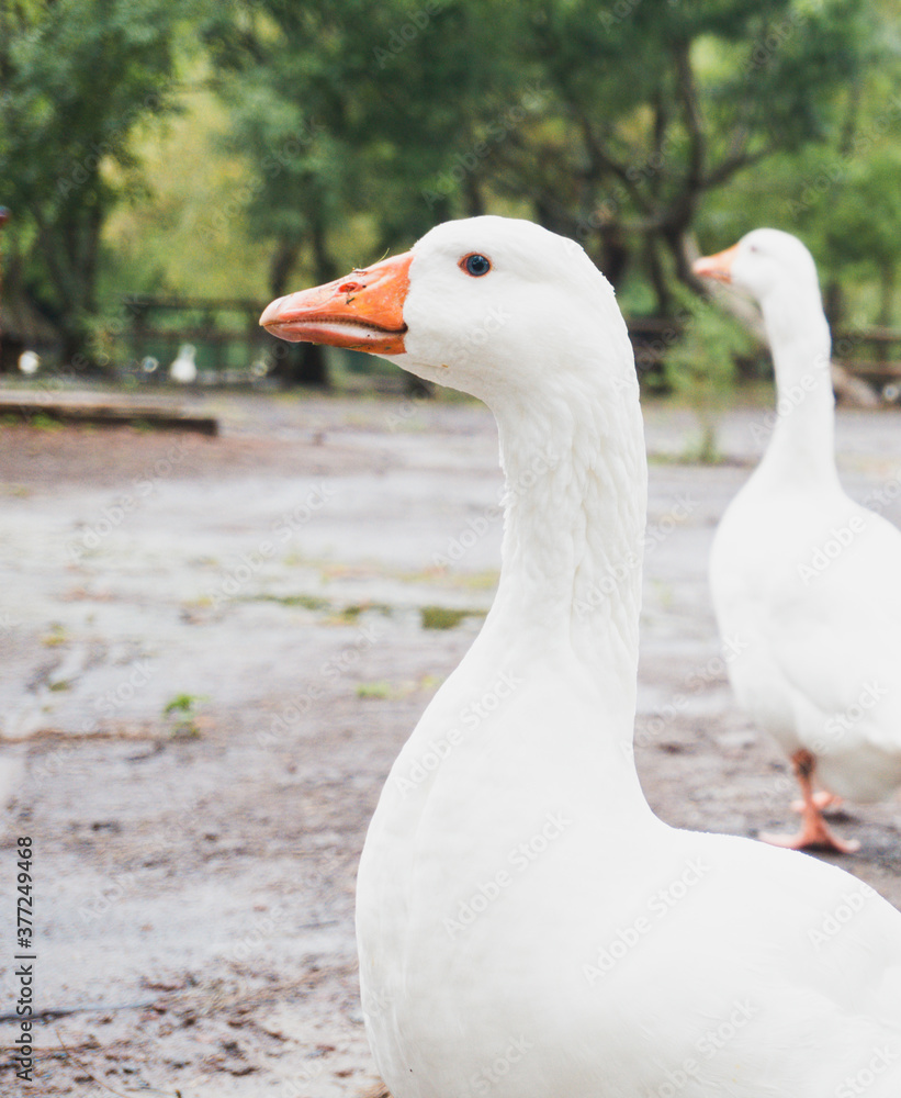 white ducks in the field white ducks in the field