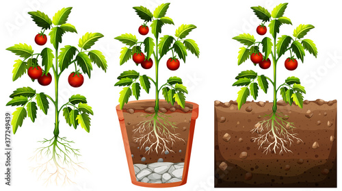 Set of tomatoes plant with roots isolated on white background