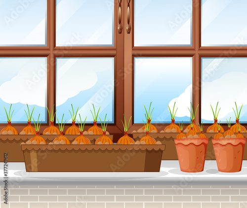 Onions plants with window background scene