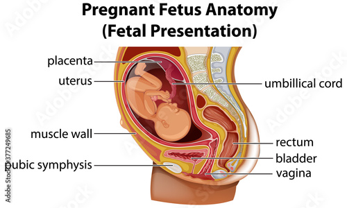 Pregnant fetus anatomy diagram