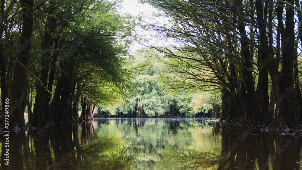 Fototapeta premium dark lake and wet forest. dark mood. camecuaro lake