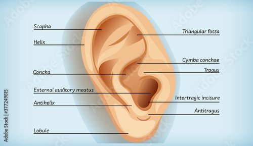 Anatomy of external ear