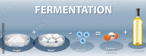 Alcoholic fermentation chemical equation