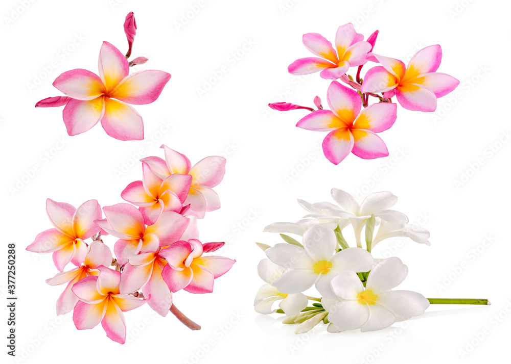 frangipani flower isolated on white background