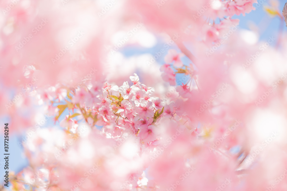 Fototapeta Izu Kawazu Festiwal Kwiatów Wiśni