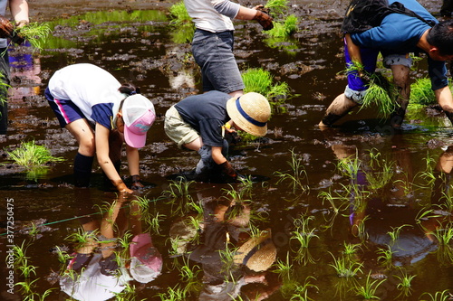 田植え