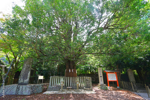 Kumano Hayatama Taisha Shrine, Shingu City, Wakayama Pref., Japan photo