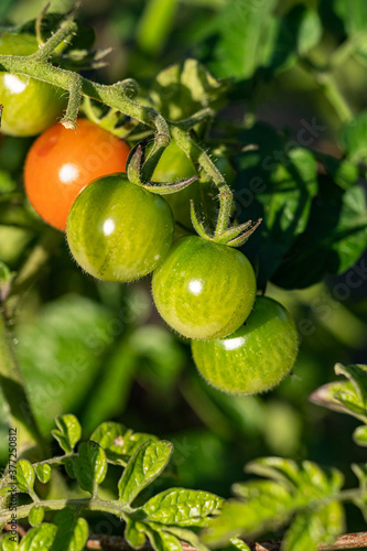 Wallpaper Mural whole bunch of small green cherry tomatoes hang on the vein under the sun in the garden with an orange one in between Torontodigital.ca