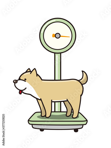 体重を計る柴犬