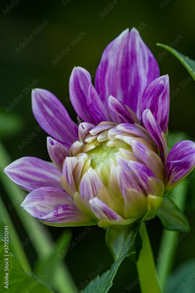 close up of a big purple dahlia flower blooming under the shade in the garden close up of a big purple dahlia flower blooming under the shade in the garden