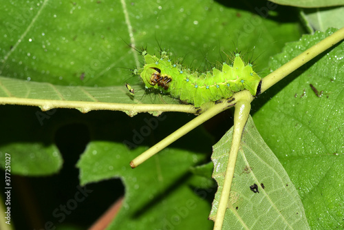 Close up of the old larvae of the green tailed silkworm moth (Bombyx Mandarina) inhabiting wild plants