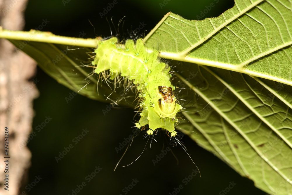Naklejka premium Close up of the old larvae of the green tailed silkworm moth (Bombyx Mandarina) inhabiting wild plants