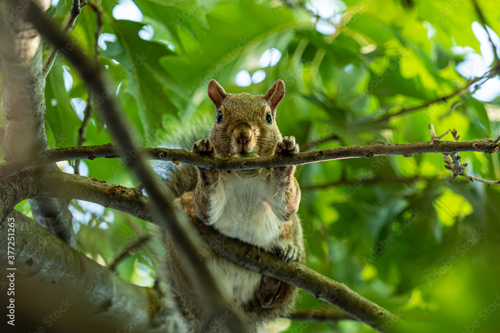 one cute brown squirrel with a nut holding in its mouth holding a thin branch on the tree looking down at you under dense green foliage