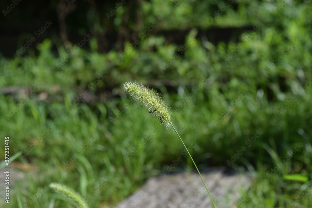 insect pollinating on grass flower in forest