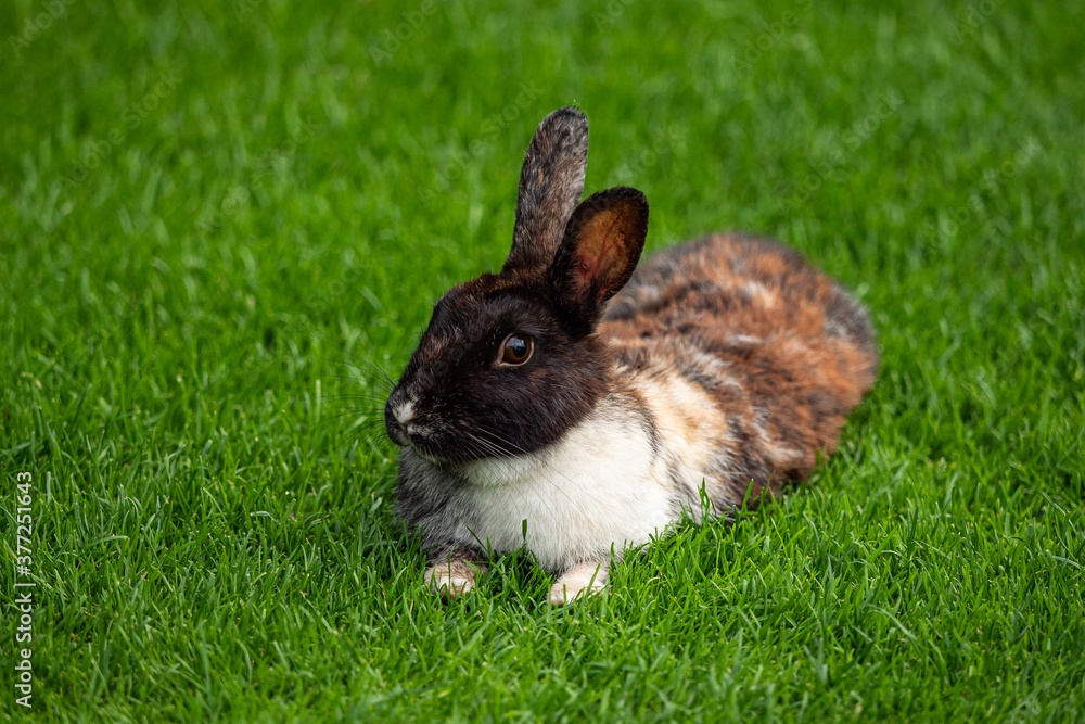 one cute rabbit with black head, white chest and brown body laying on green grass field having a rest one cute rabbit with black head, white chest and brown body laying on green grass field having a rest