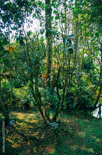 Bogor, Indonesia - A view of the flower themed park Taman Bunga Nusantara in an afternoon with a view to the brazilian tree Acca sellowiana. photo