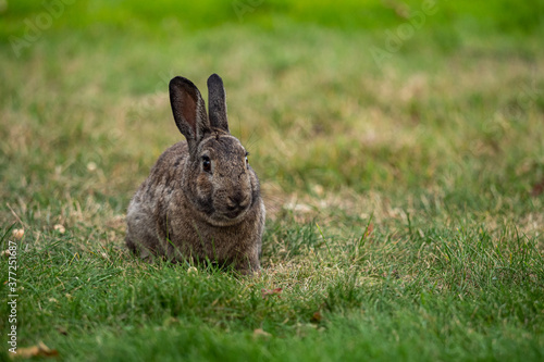 close up portrait of cute brown rabbit resting on green grass field © Yi
