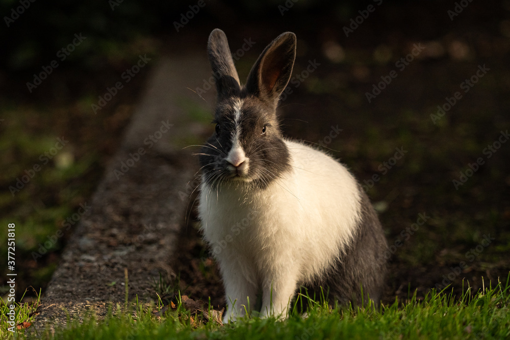 one cute grey rabbit with white chest sitting on green grass field staring at you near sunset one cute grey rabbit with white chest sitting on green grass field staring at you near sunset