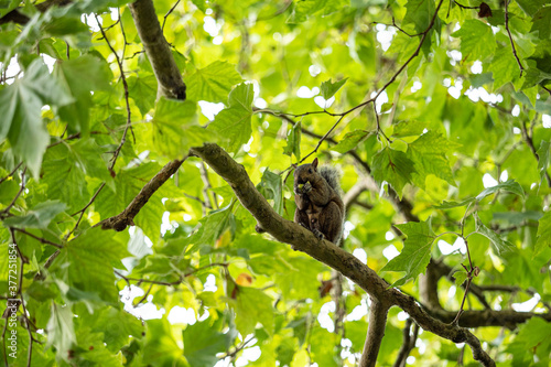 one cute brown squirrel holding a nut eating on the tree branch covered by dense green leaves