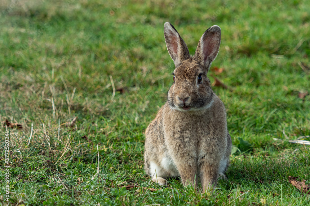 portrait of a cute brown bunny sitting on green grass field portrait of a cute brown bunny sitting on green grass field