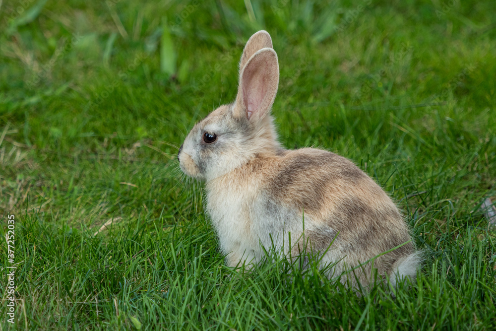 side portrait of a cute bunny sitting on green grass field with light brown fur side portrait of a cute bunny sitting on green grass field with light brown fur