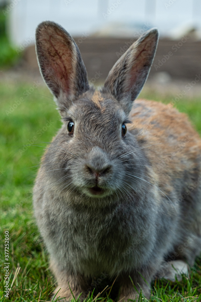 Fototapeta premium close up of a chubby cute brown rabbit sitting on the grass looking at you