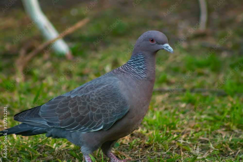 pigeon in the park pigeon in the park