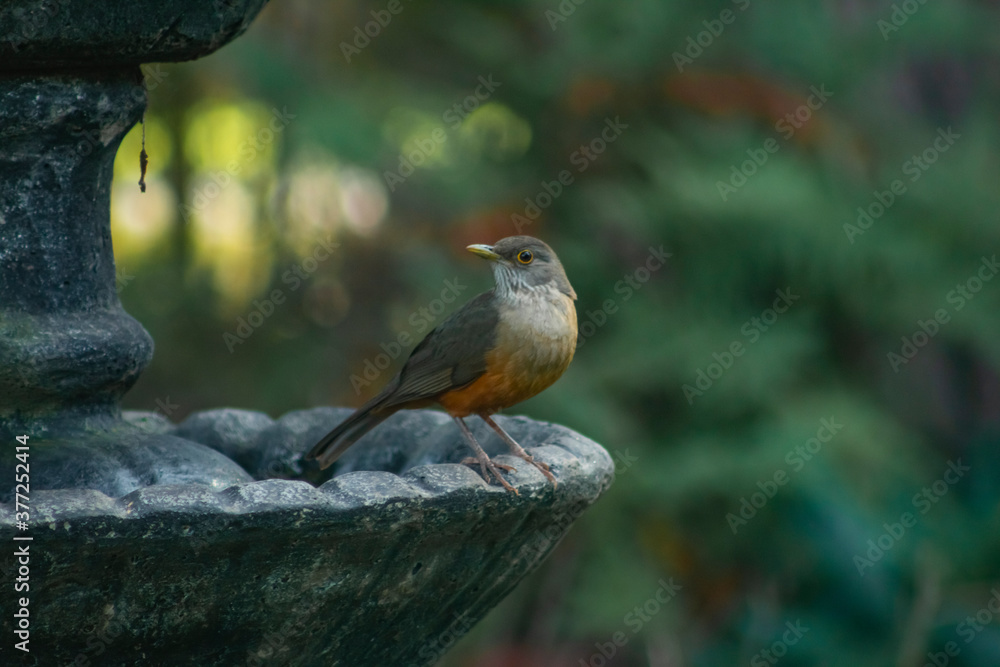 Obraz premium robin on a branch