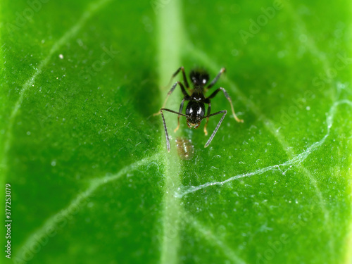 Macro Photo of Tiny Black Garden Ant with Scale Insect on Green Leaf © backiris
