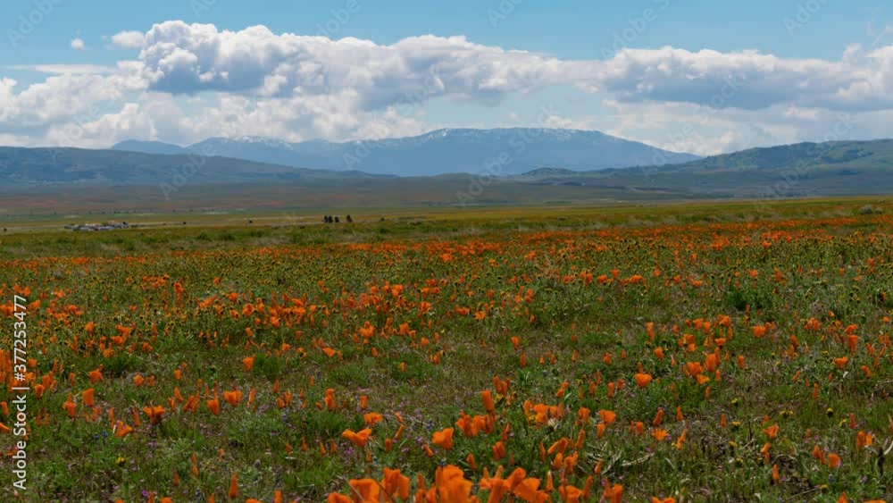 Time lapse tracking motion of super bloom at California Poppy Reserve in Lancaster in Southern California Time lapse tracking motion of super bloom at California Poppy Reserve in Lancaster in Southern California