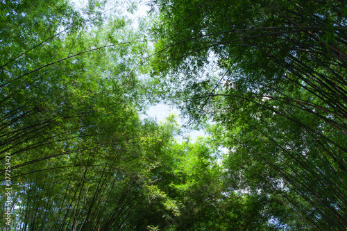 green bamboo forest background natural outdoor  vacation travel