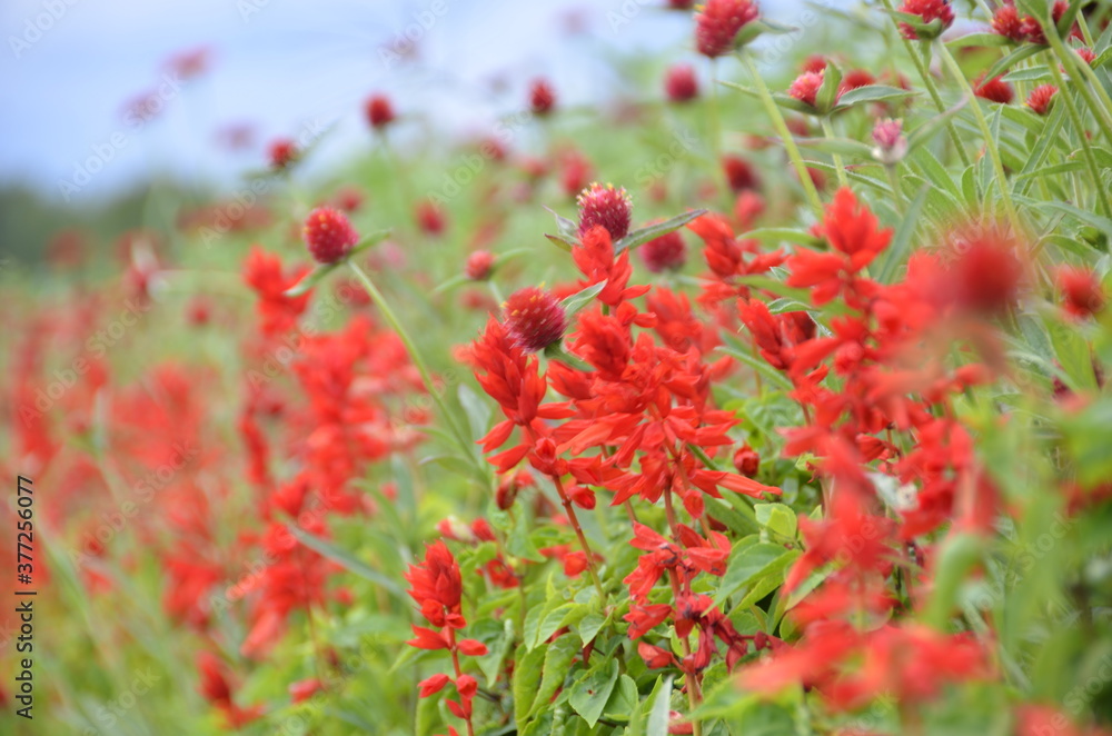 Visite dans un champs de fleurs