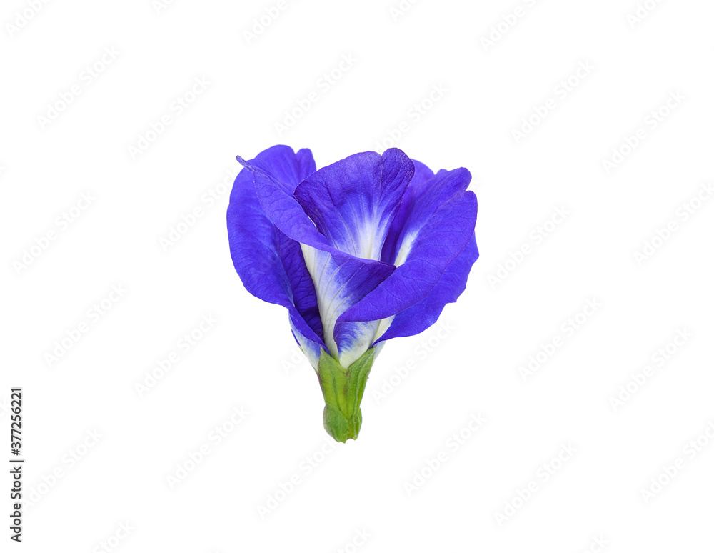 Butterfly pea flower isolated on white background