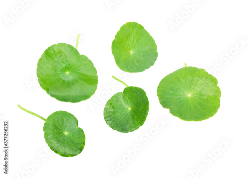 asiatic leaf isolated on white background