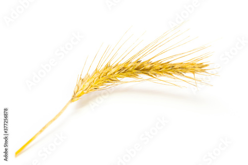 Grain wheat. Whole, barley, harvest wheat sprouts. Wheat grain ear or rye spike plant isolated on white background, for cereal bread flour. Rich harvest Concept.