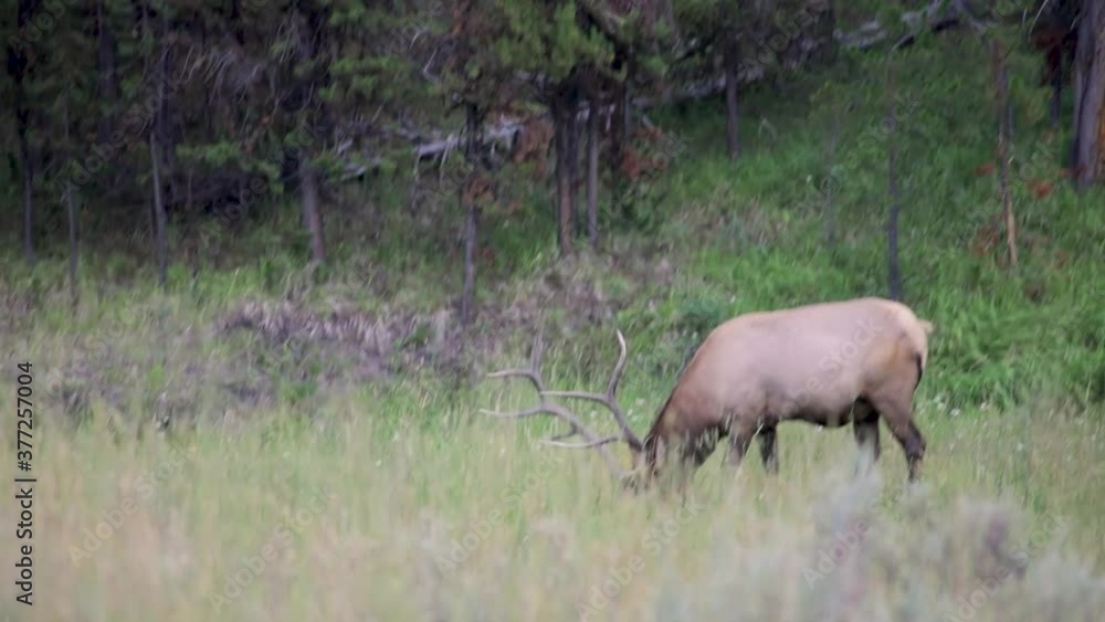A Lone Elk Roaming And Feeding On The Lush Grassland In The US - wide shot A Lone Elk Roaming And Feeding On The Lush Grassland In The US - wide shot