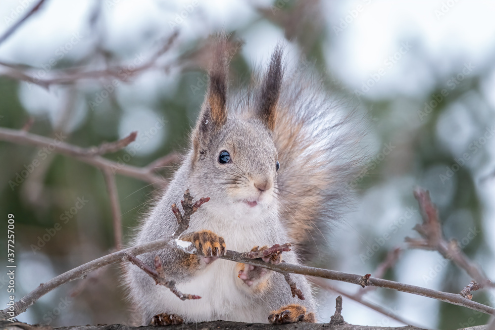 The squirrel sits on a branches without leaves in the winter or autumn The squirrel sits on a branches without leaves in the winter or autumn
