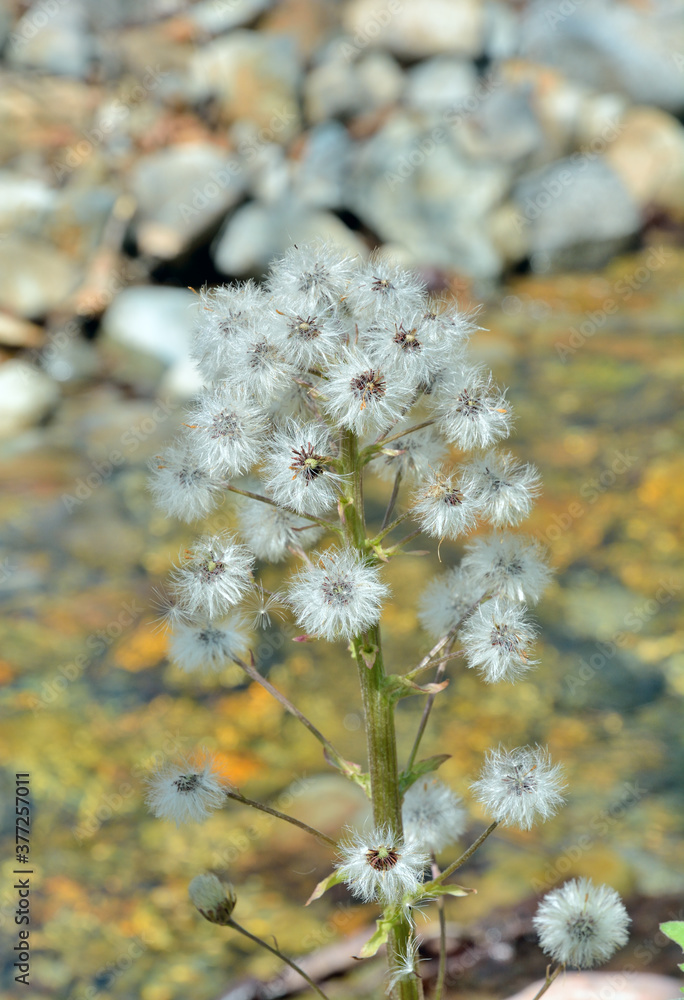 Plant (Petasites tatewakianus) with seeds Plant (Petasites tatewakianus) with seeds