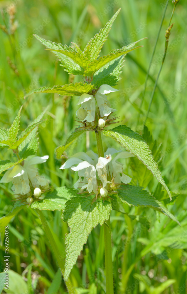 Blooming plant dead-nettle (Lamium barbatum) Blooming plant dead-nettle (Lamium barbatum)