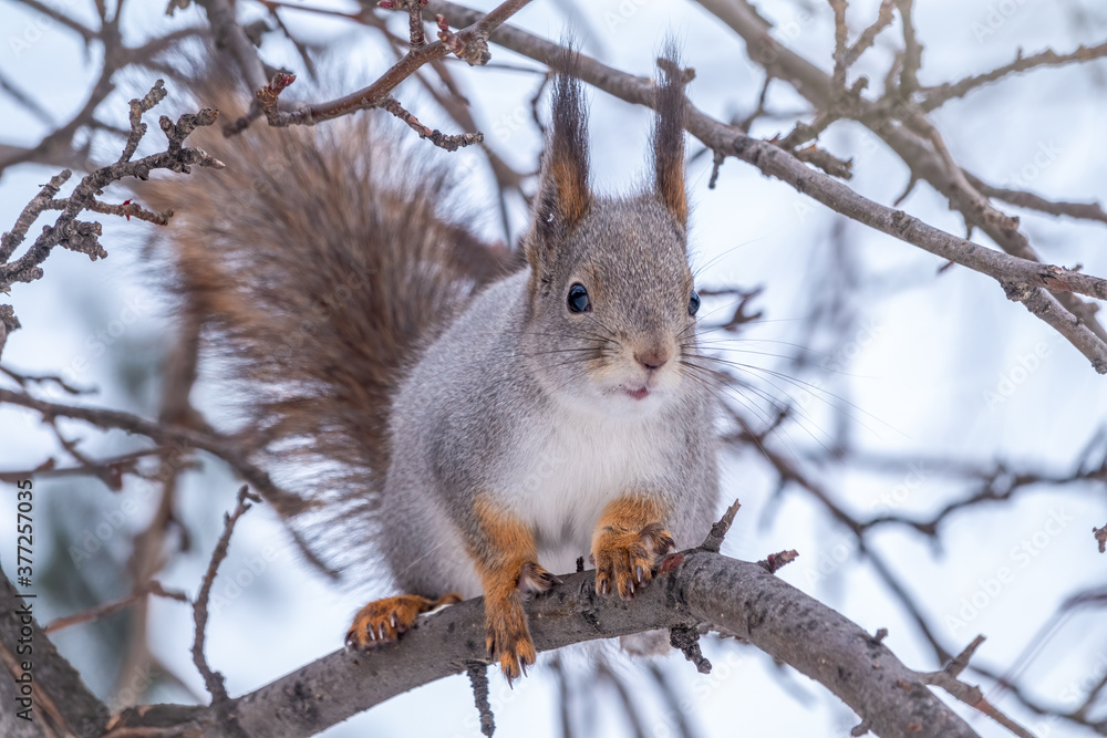 The squirrel sits on a branches without leaves in the winter or autumn The squirrel sits on a branches without leaves in the winter or autumn