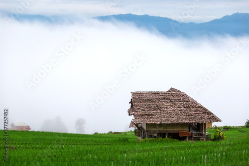 Landscape of Terraced Rice Field in morning time at Pa Pong Pieng, Mounitains and fog in the background, Chiang Mai, Thailand