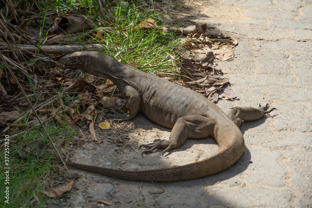 A large monitor lizard in Sri Lanka A large monitor lizard in Sri Lanka