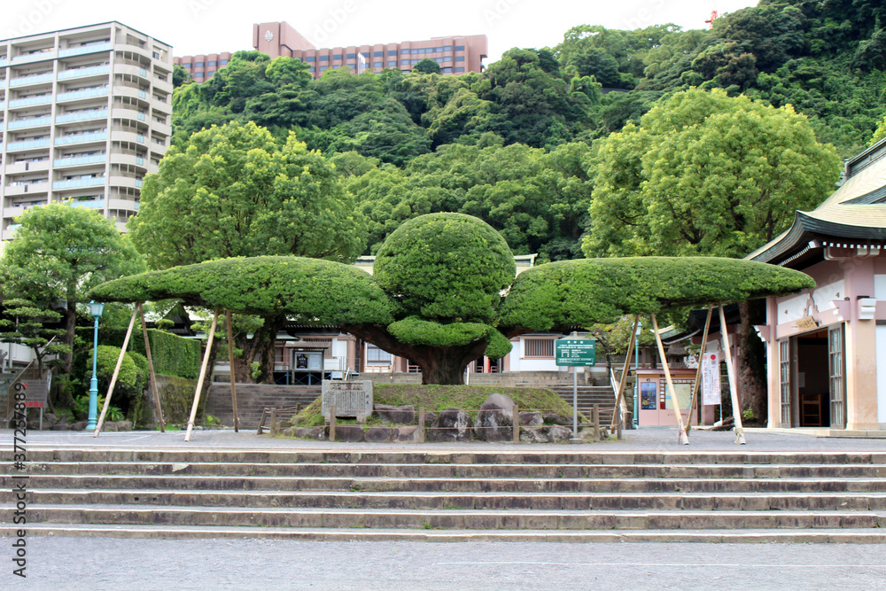 Big tree at Terukuni Jinja Shrine in Kagoshima