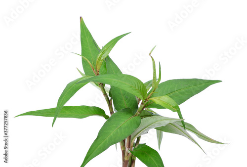 Vietnamese Coriander isolate on white background