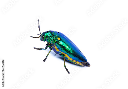 Jewel beetle (Buprestidae) on white background