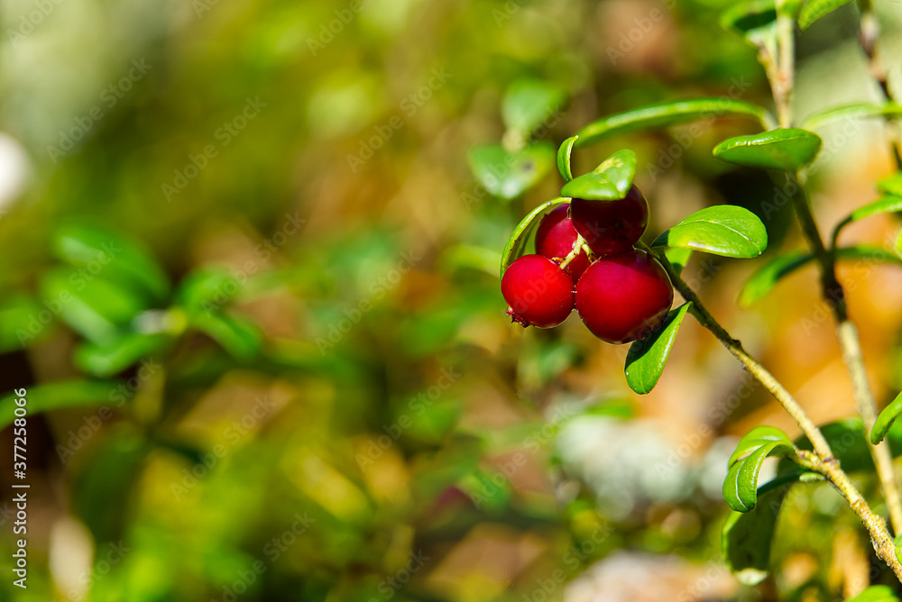 Obraz premium Ripe cowberry or lingonberry on bush in forest. copy space