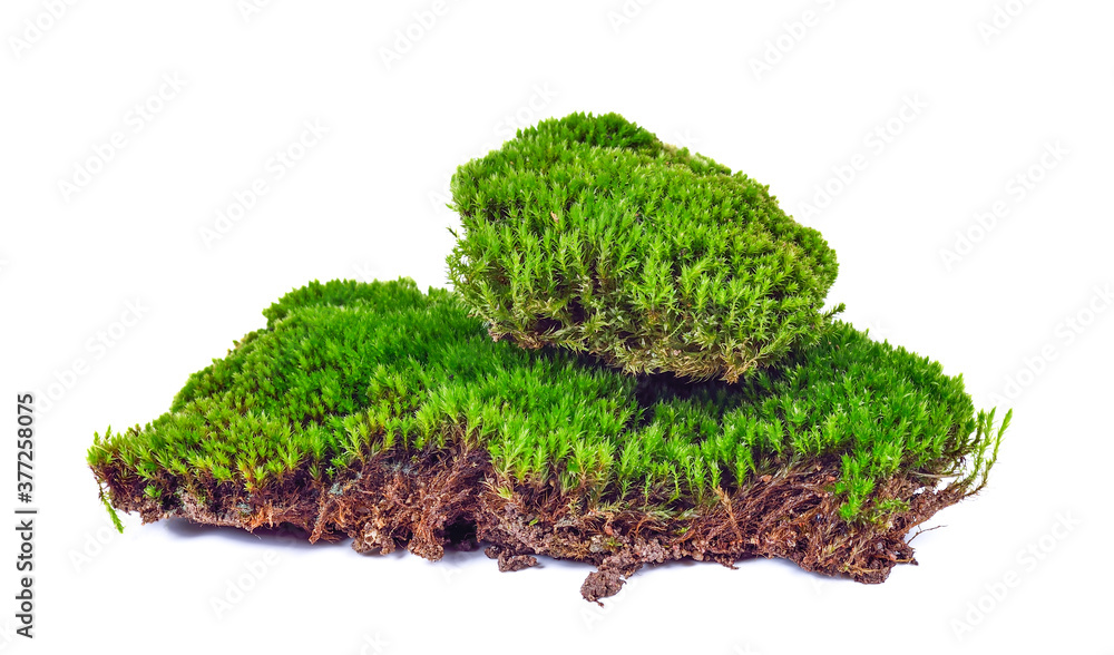 Green moss isolated on white bakground Green moss isolated on white bakground