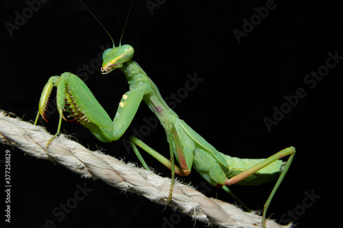 Green European Praying Mantis Nymph full body close up with black background © Lightning Strike Pro